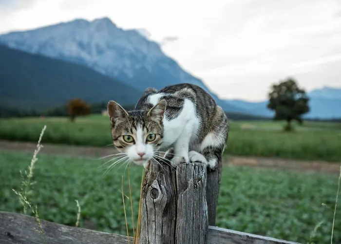 Apartamento Fink-hof Wildermieming