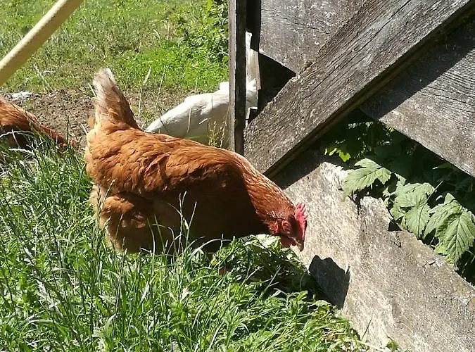 Apartamento Fink-hof *