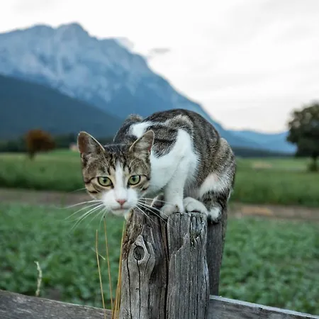 Apartman Fink-hof Wildermieming